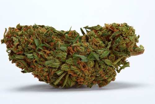 Strain Feature: Durban Poison Medical Marijuana Florida