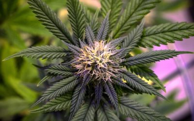 Strain Feature: ACDC Florida Medical Marijuana