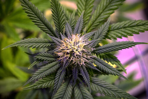 Strain Feature: ACDC Florida Medical Marijuana