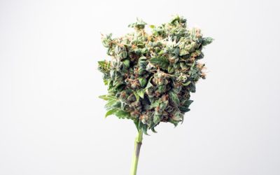 Can an Ohio Medical Marijuana Card Help Stroke Patients?