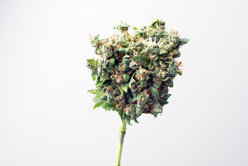 Can an Ohio Medical Marijuana Card Help Stroke Patients?