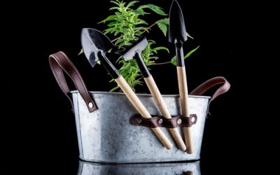 Could Ohio Medical Marijuana Patients Benefit from Growing Cannabis at Home?