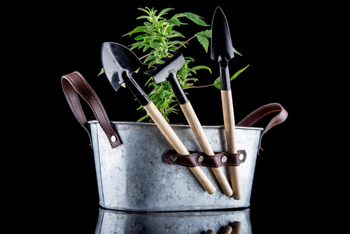 Could Ohio Medical Marijuana Patients Benefit from Growing Cannabis at Home?