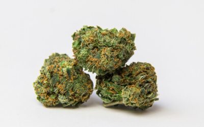 Strain Feature: Zskittlez (Florida Medical Marijuana)