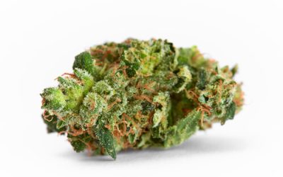 Strain Feature: Wedding Cake (Florida Medical Marijuana)