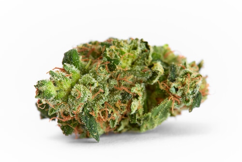 Strain Feature: Wedding Cake (Florida Medical Marijuana)