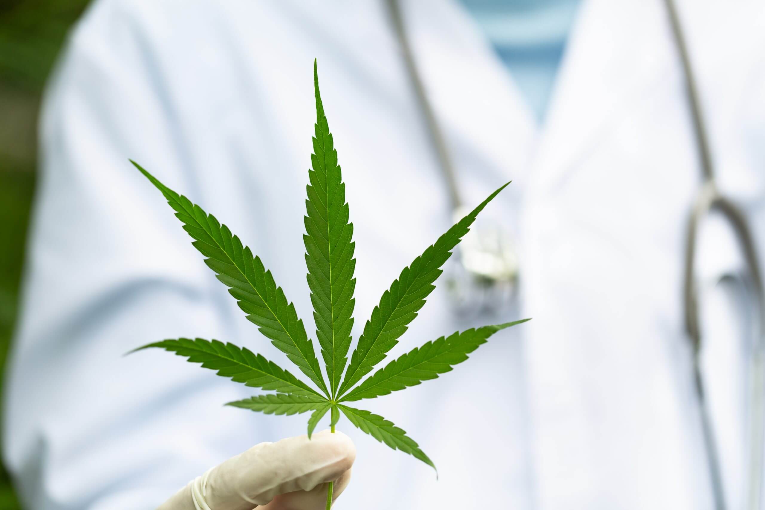 How DocMJ Can Help You Get a Medical Marijuana Recommendation