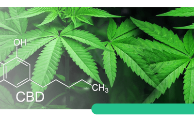 Understanding Your Ratios of THC and CBD | Difference Between THC and CBD