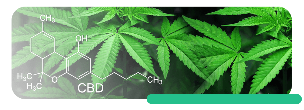 Understanding Your Ratios of THC and CBD | Difference Between THC and CBD
