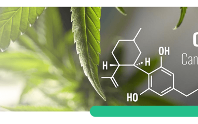 What are the Differences Between Medical and Recreational Marijuana Usage?