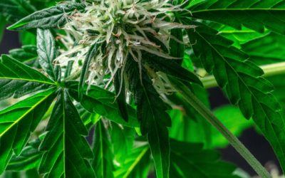 Clearing the Smoke: Differences between CBD and THC