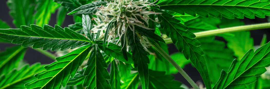 Clearing the Smoke: Differences between CBD and THC