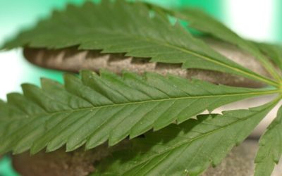 Combining Cannabis & Yoga