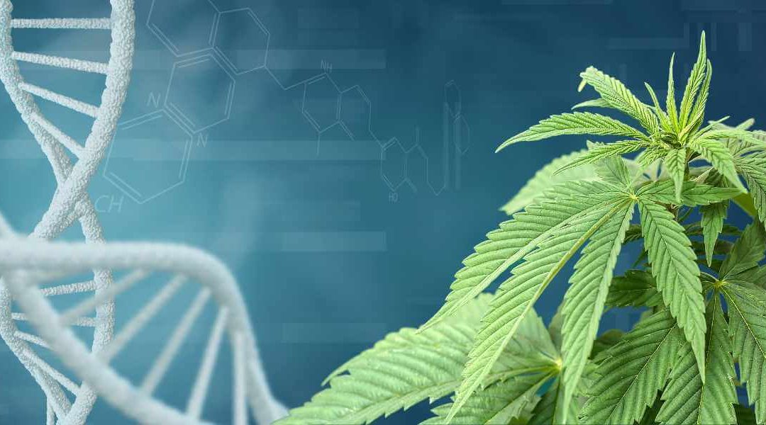 Breaking Down the Cannabis Plant