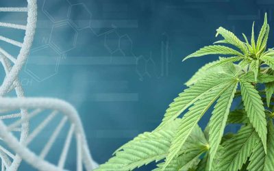Breaking Down the Cannabis Plant