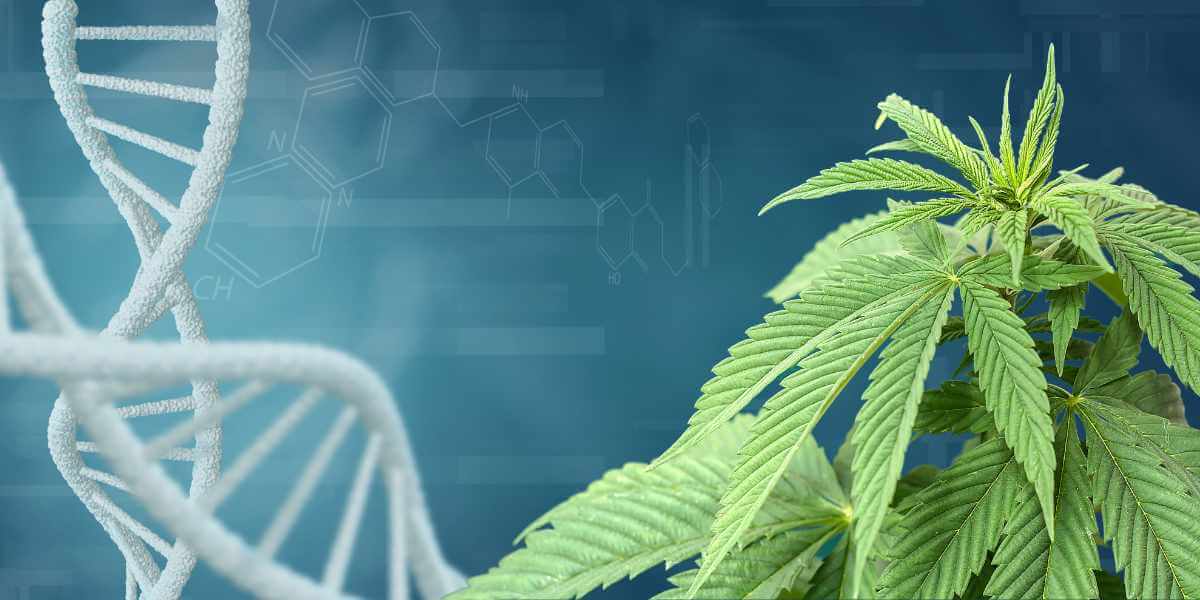Breaking Down the Cannabis Plant