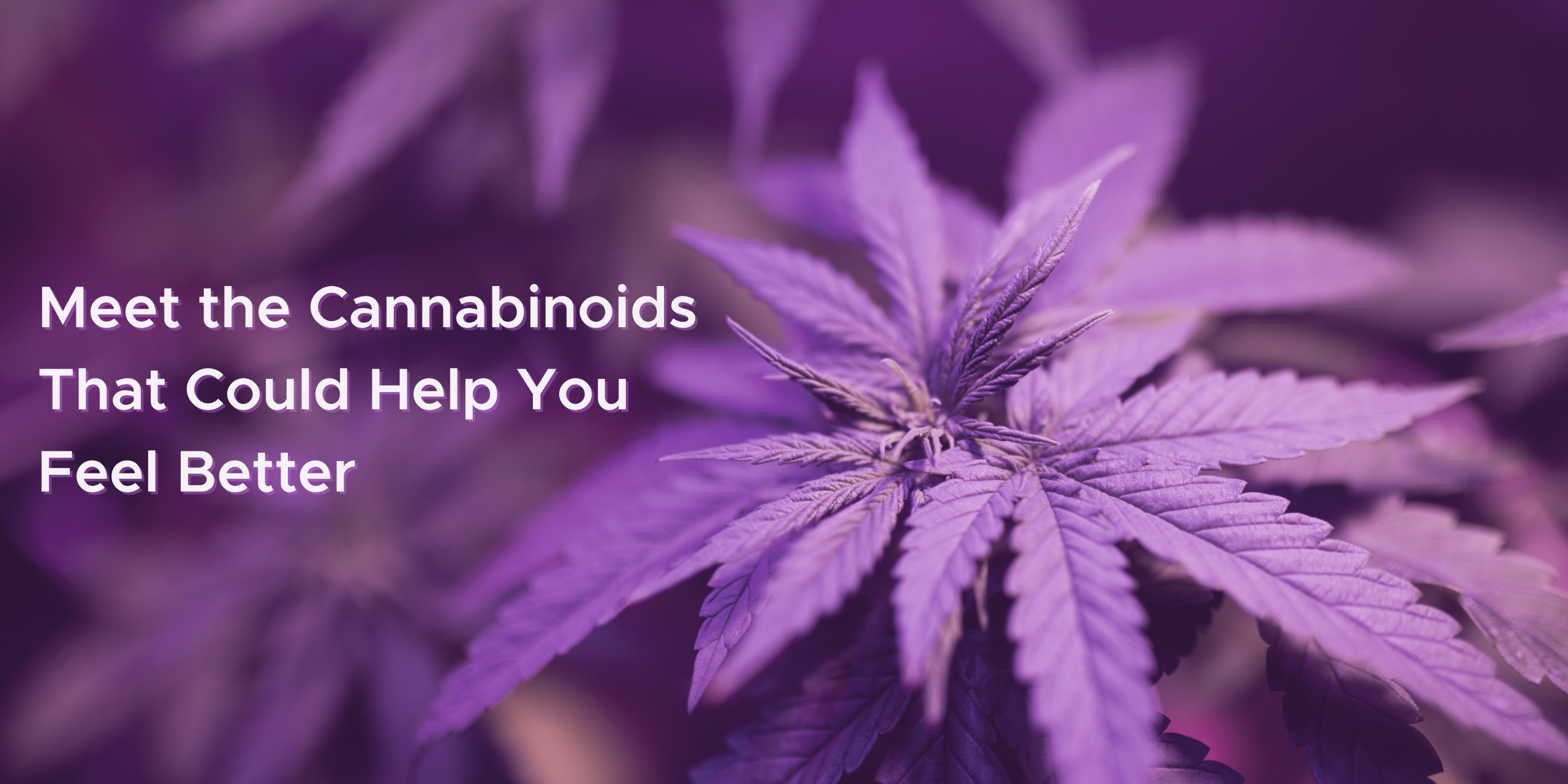 What Beneficial Compounds Are Present in Hemp? 