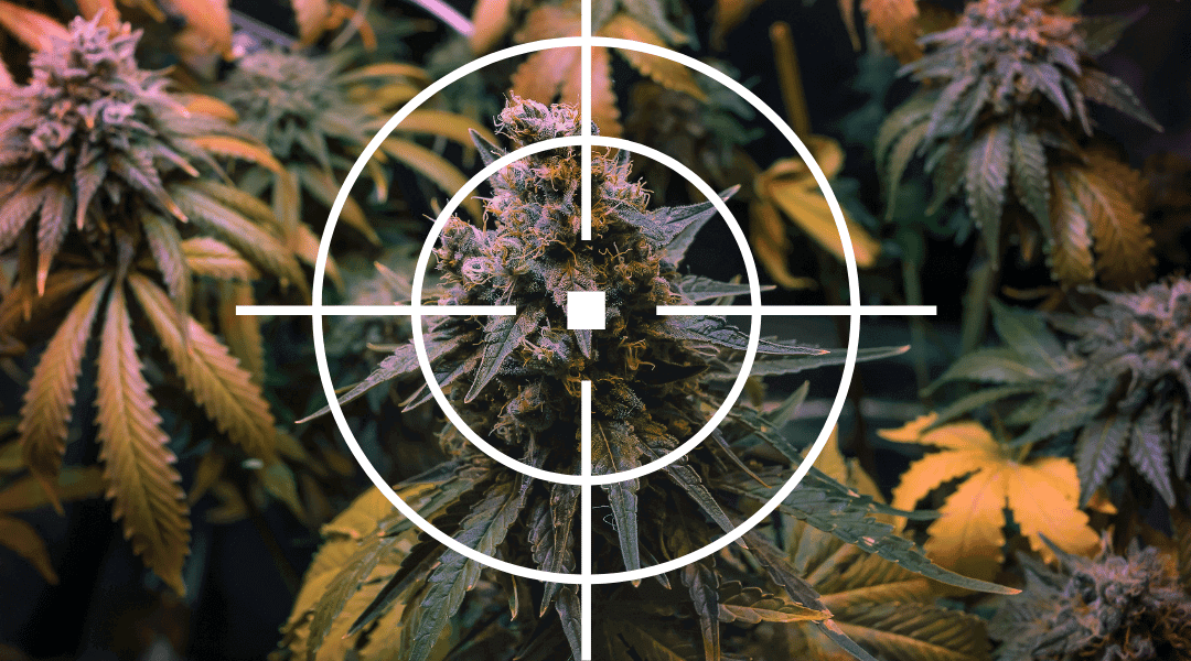 Why Are Cannabis Terpenes a Big Deal?