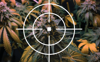 Why Are Cannabis Terpenes a Big Deal?