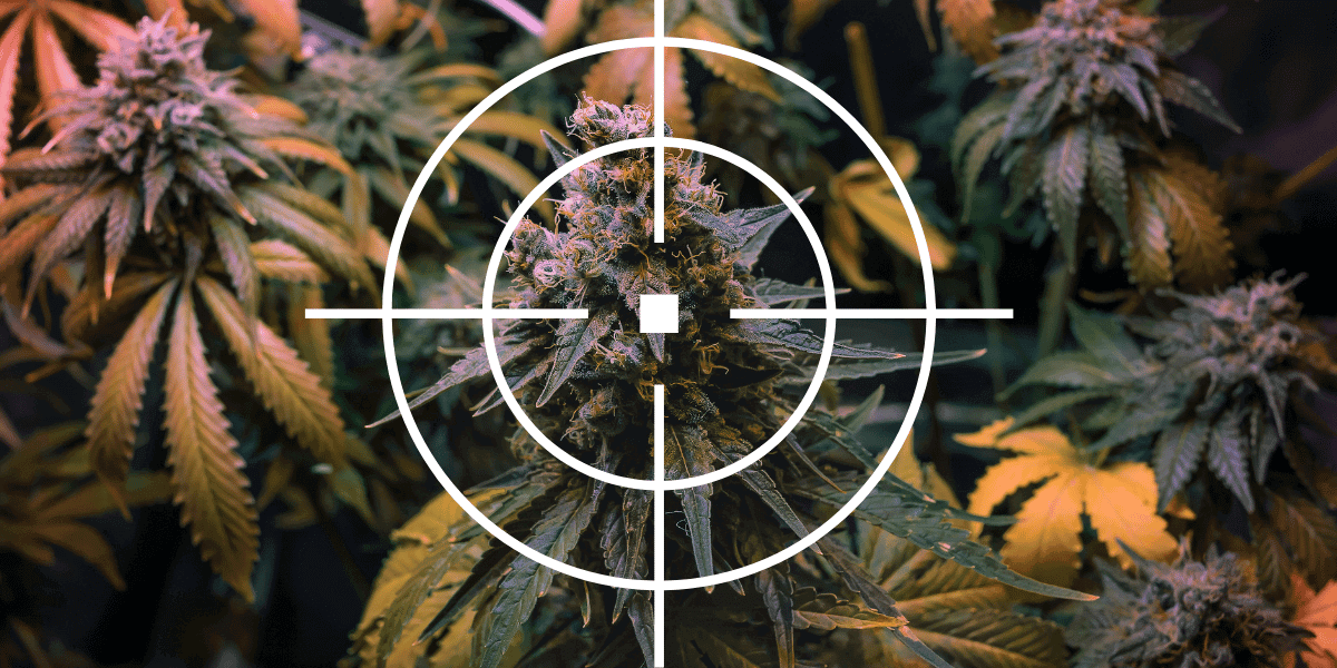 Why Are Cannabis Terpenes a Big Deal?
