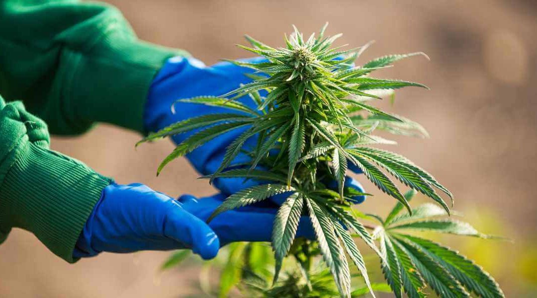 The Stages of Cannabis Growth