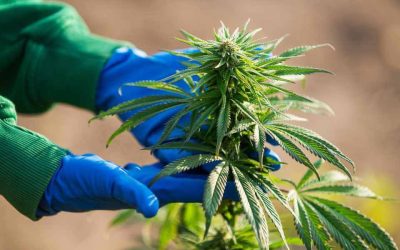 The Stages of Cannabis Growth