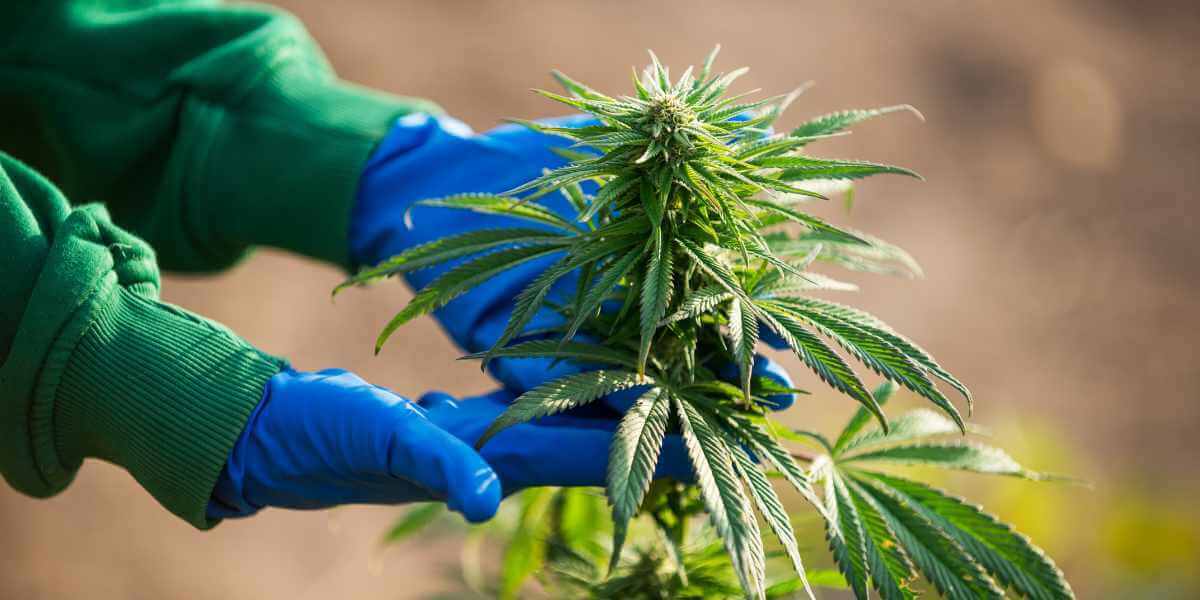 The Stages of Cannabis Growth