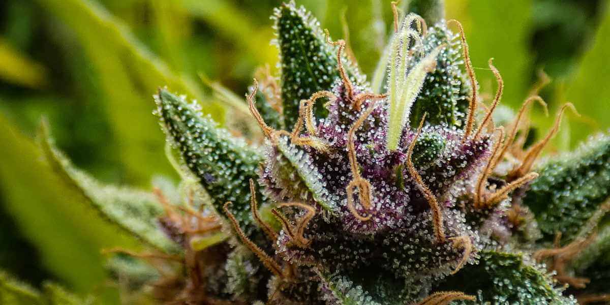 cannabis