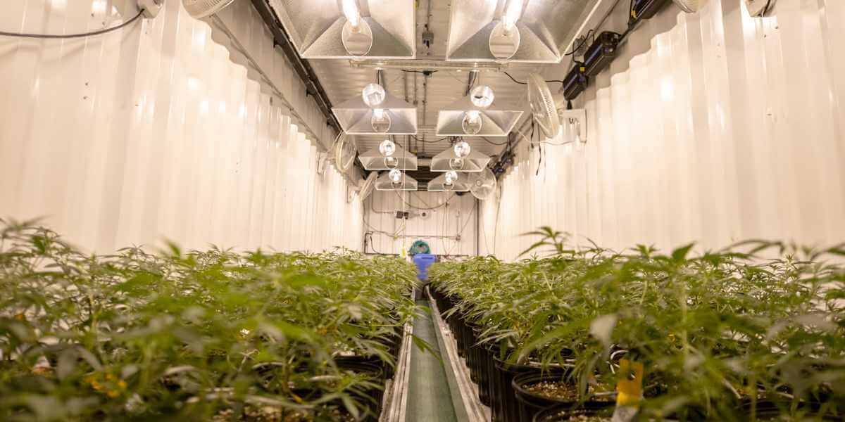 cannabis farm