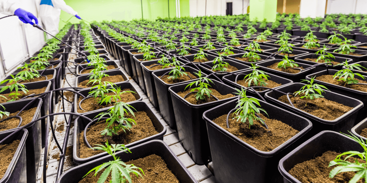 cannabis farm