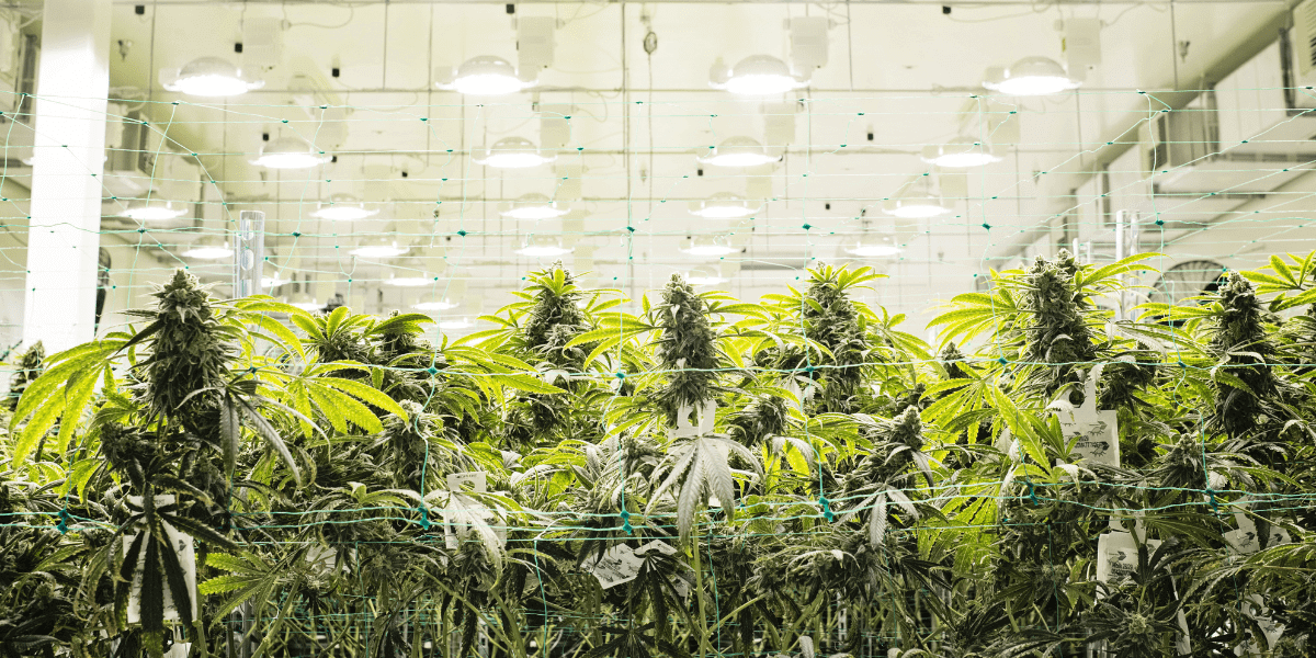 cannabis grow