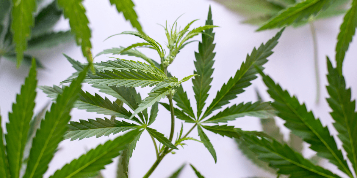 cannabis leaves