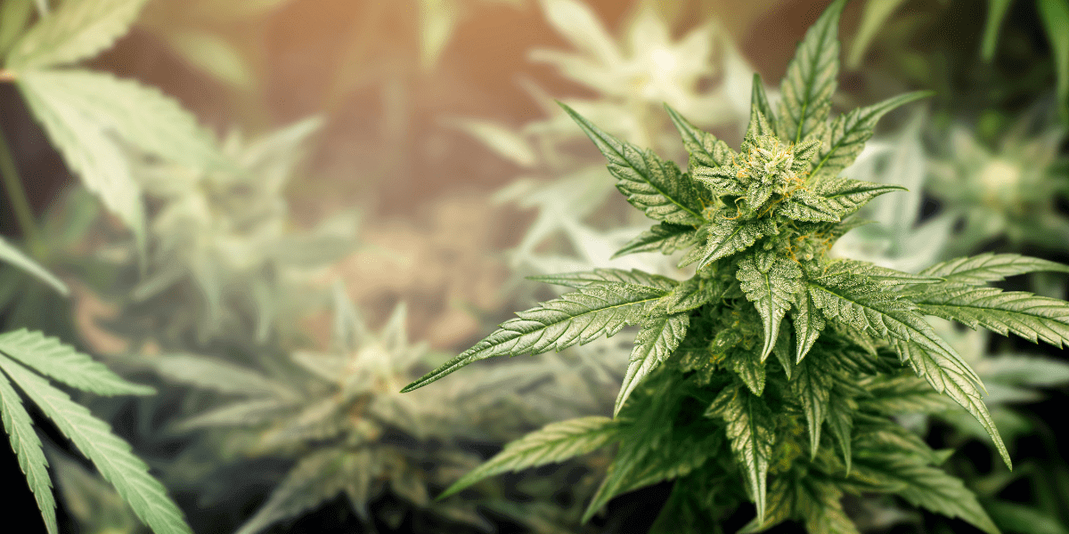cannabis plant