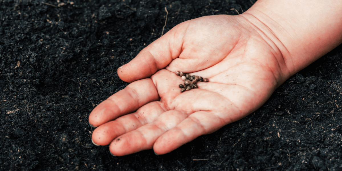 cannabis seeds