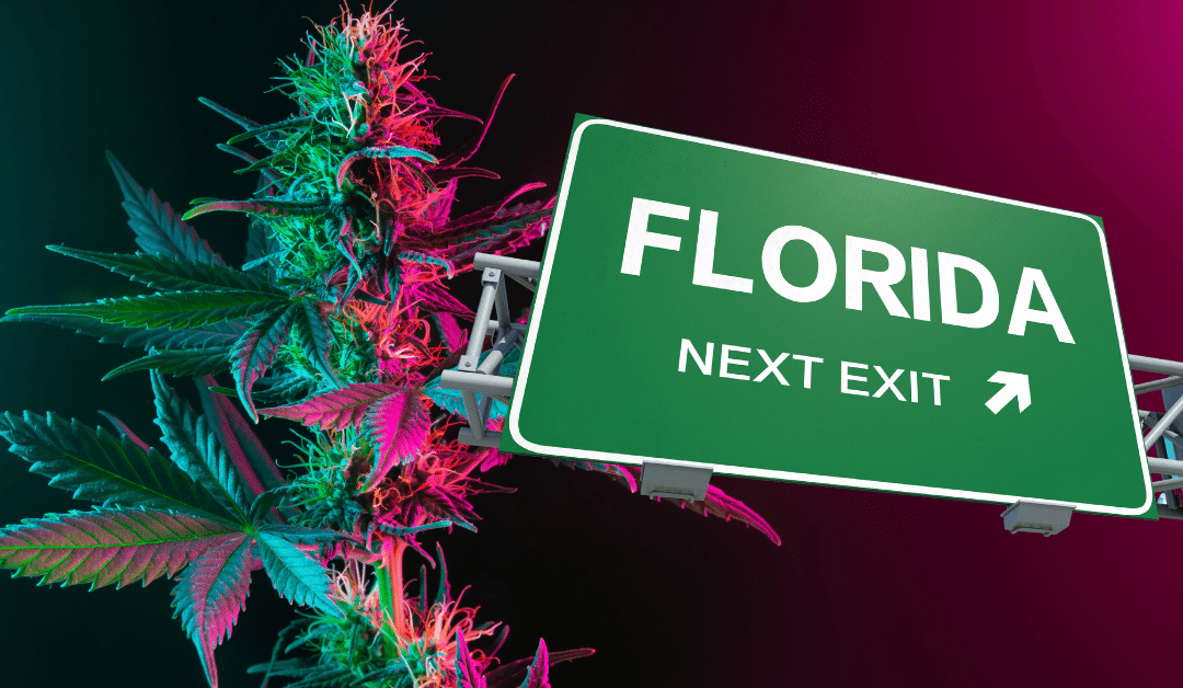 12 Popular Strains of Medical Cannabis in Florida