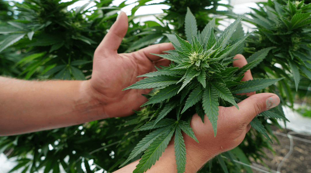 Marijuana Plant Anatomy and Life Cycles