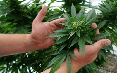 Marijuana Plant Anatomy and Life Cycles