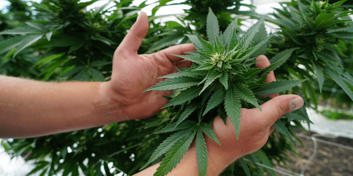 Marijuana Plant Anatomy and Life Cycles