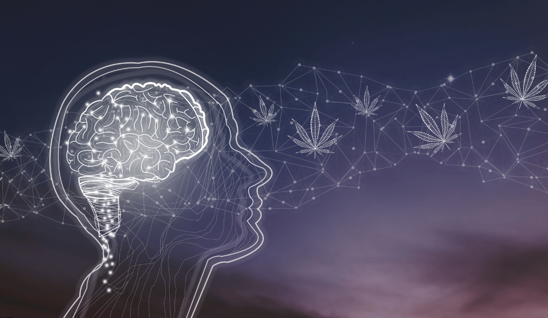 How Marijuana Affects Your Brain