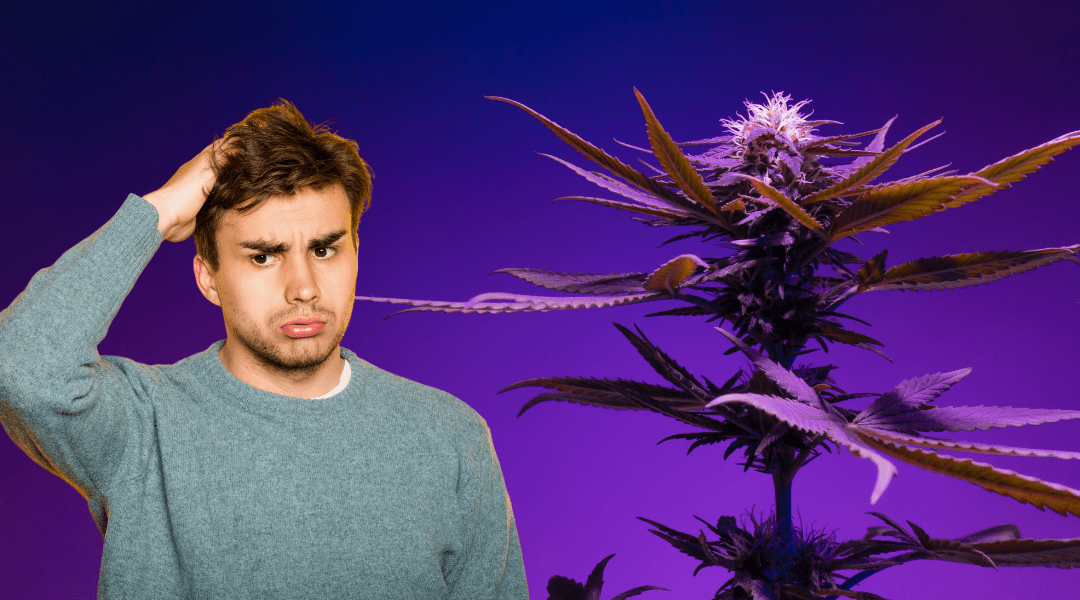 The Difference Between Male and Female Weed Plants