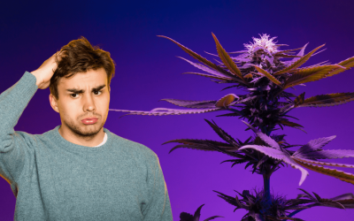 The Difference Between Male and Female Weed Plants
