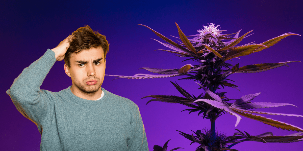 The Difference Between Male and Female Weed Plants