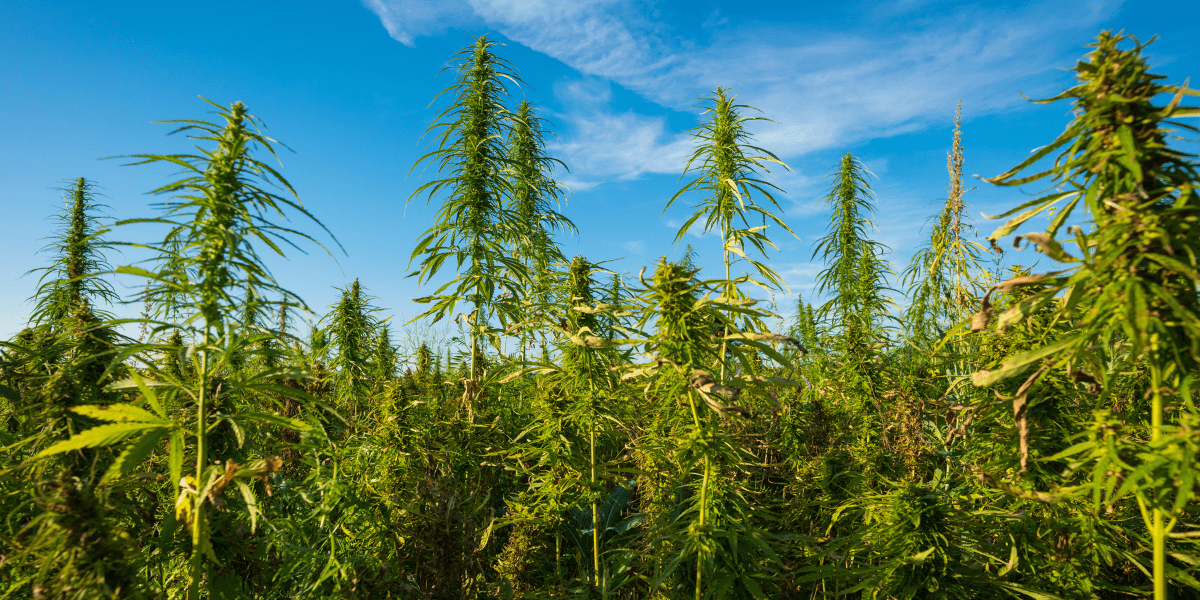 wild cannabis