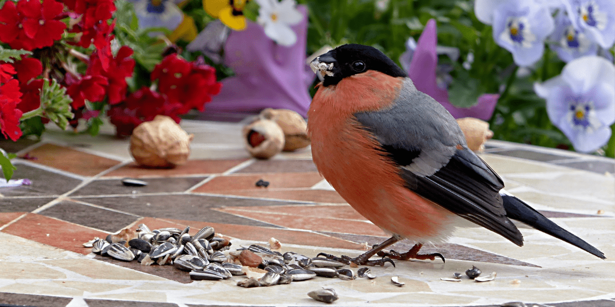 can i feed birds marijuana seeds