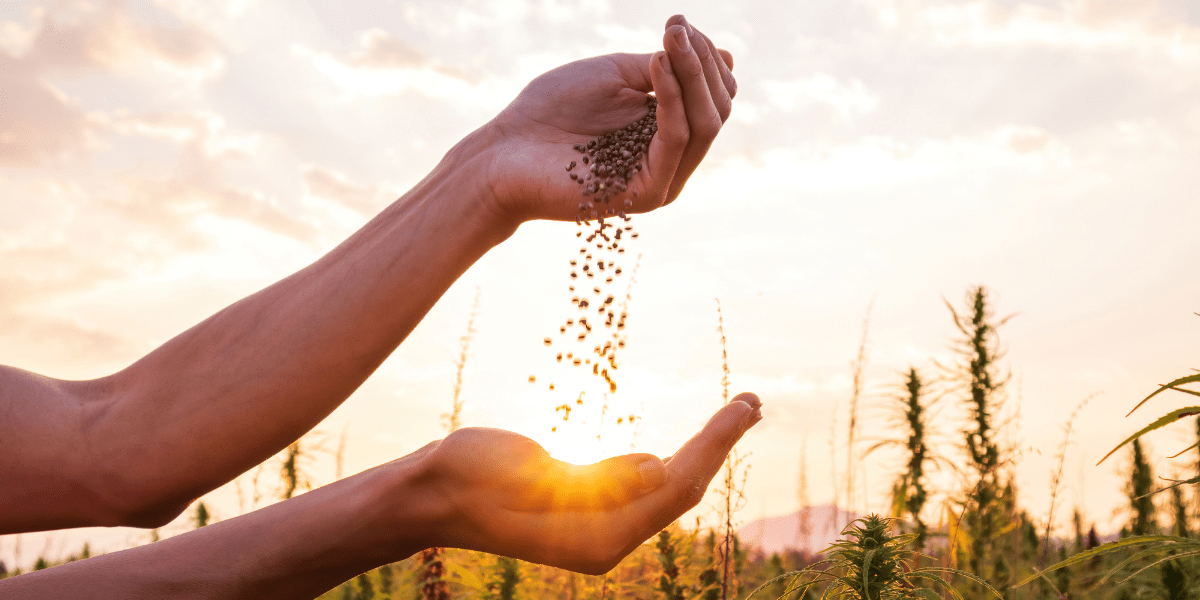 extra cannabis seeds how to use them