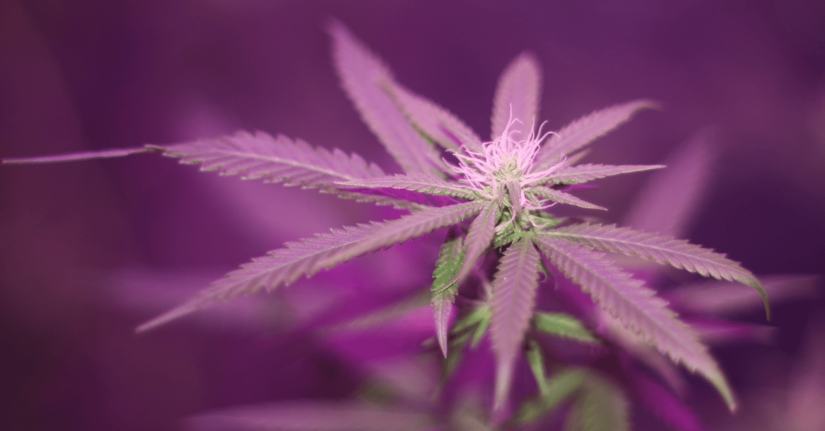 how marijuana evolved in usa