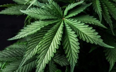 How Effective is Microdosing Medical Marijuana?