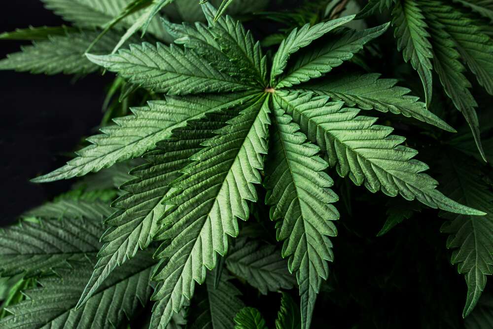 How Effective is Microdosing Medical Marijuana?