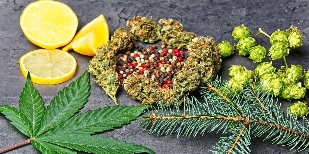 terpenes
