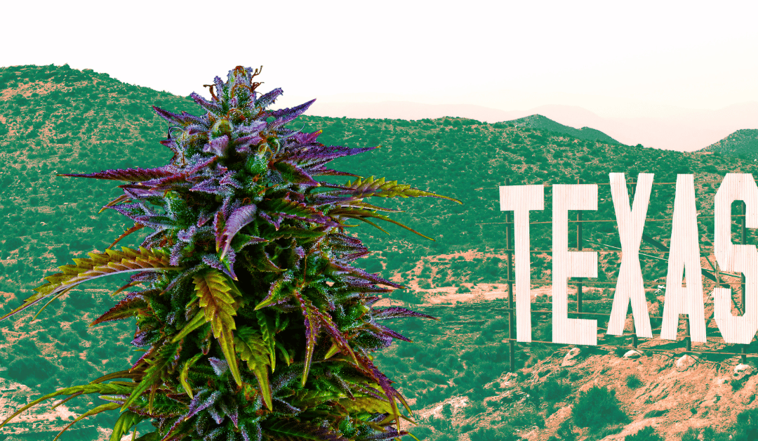 Understanding Texas Marijuana Laws